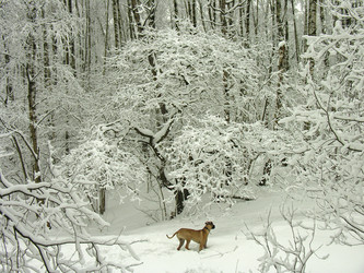 Similar image 21063004