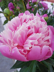 Similar image 21074253