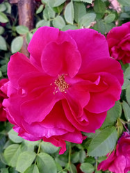 Similar image 21074258