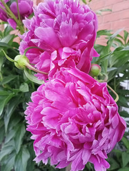 Similar image 21074261