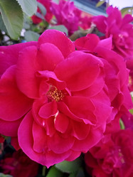 Similar image 21074262