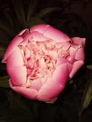 Similar image 21074264