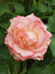 Similar image 21074269