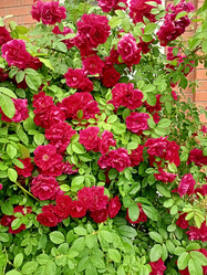 Similar image 21074271