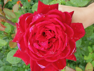 Similar image 21074275