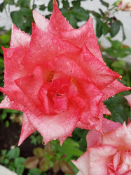 Similar image 21074276