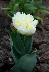 Similar image 21062609