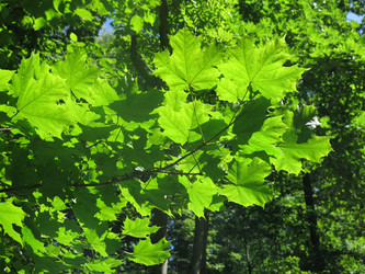 Similar image 21062624