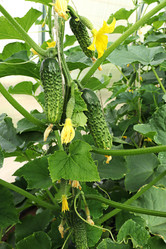 Similar image 21062673