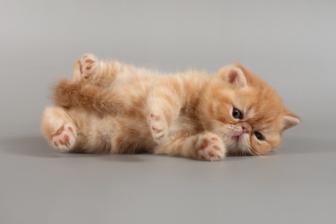 Similar image 21066284