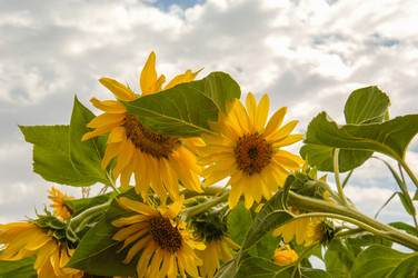 Similar image 21066353