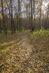 Similar image 21070247