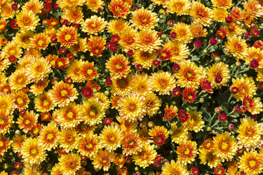 Similar image 21070252