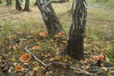 Similar image 21074198