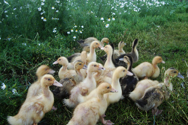 Similar image 21074200