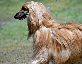 Similar image 21078338