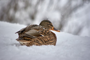 Similar image 21071334