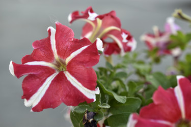 Similar image 21071400