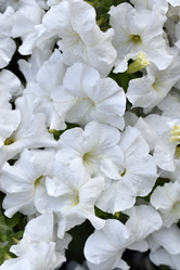 Similar image 21071404