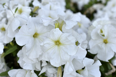 Similar image 21071405