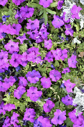 Similar image 21071406