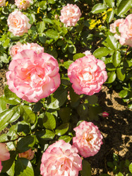 Similar image 21072609