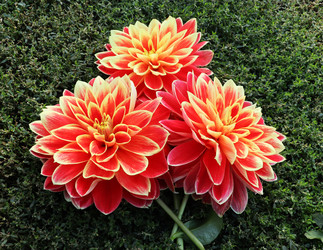 Similar image 21072736