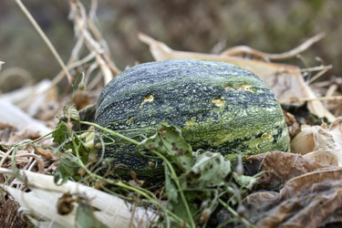 Similar image 21074286