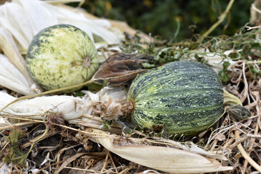 Similar image 21074287