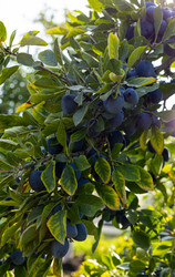 Similar image 21076506