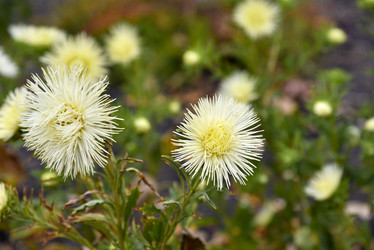 Similar image 21078071