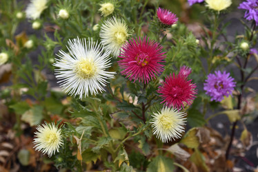 Similar image 21078072