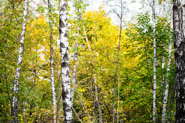 Similar image 21105703