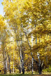 Similar image 21125828