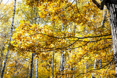 Similar image 21126037