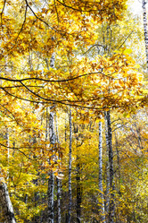 Similar image 21126038