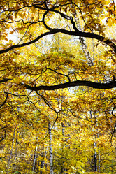 Similar image 21126042