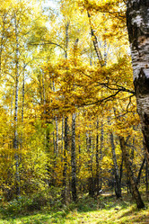 Similar image 21132792