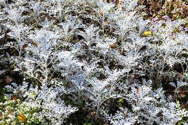 Similar image 21115076