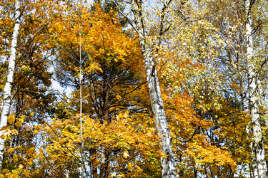 Similar image 21115395