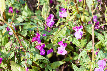 Similar image 21115396