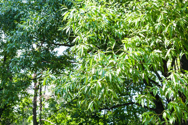 Similar image 21105905