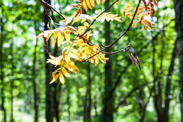 Similar image 21113896