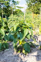 Similar image 21080040