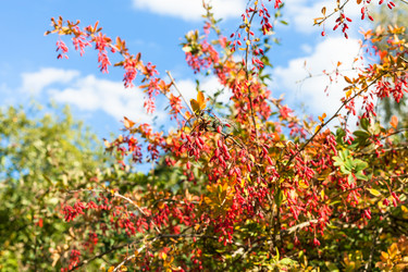 Similar image 21132736