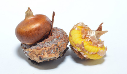 Similar image 21106639