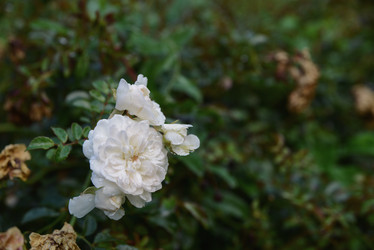 Similar image 21091790