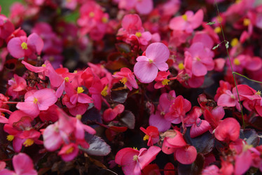 Similar image 21100374