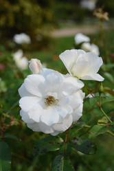 Similar image 21100912