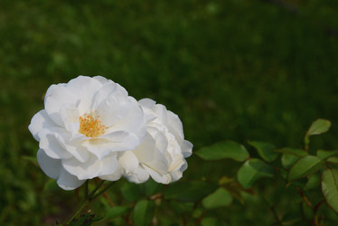 Similar image 21100914